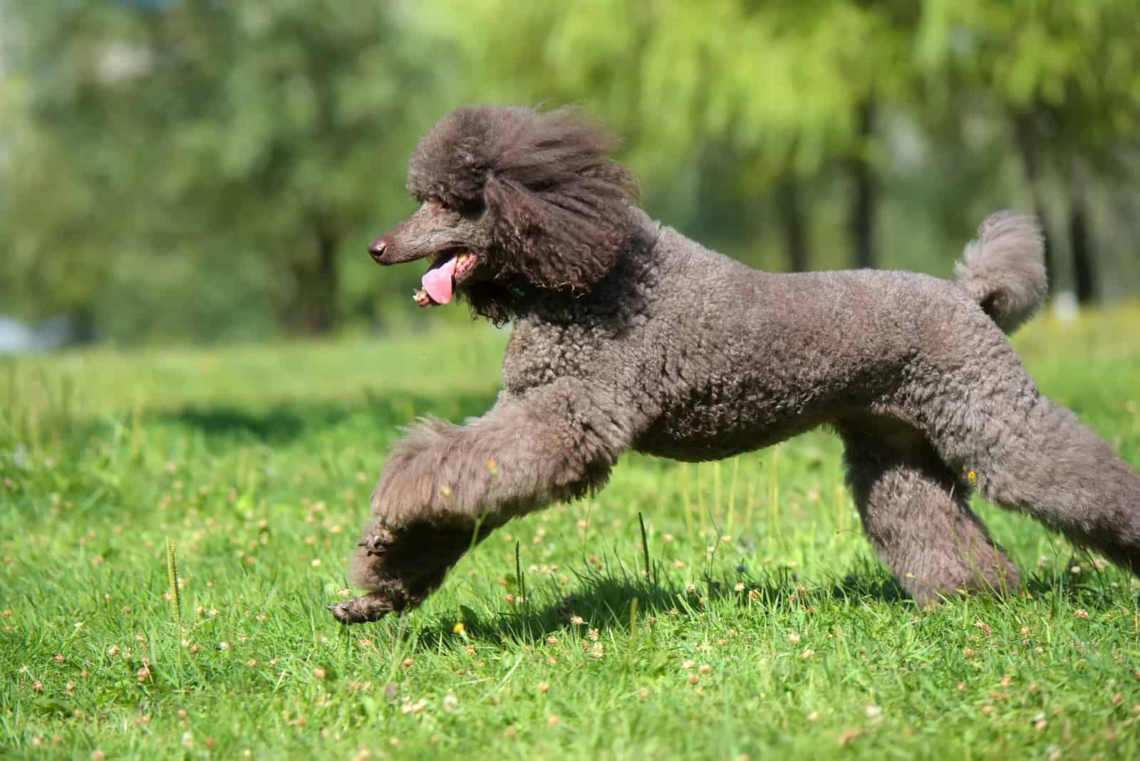 un hermoso poodle está corriendo