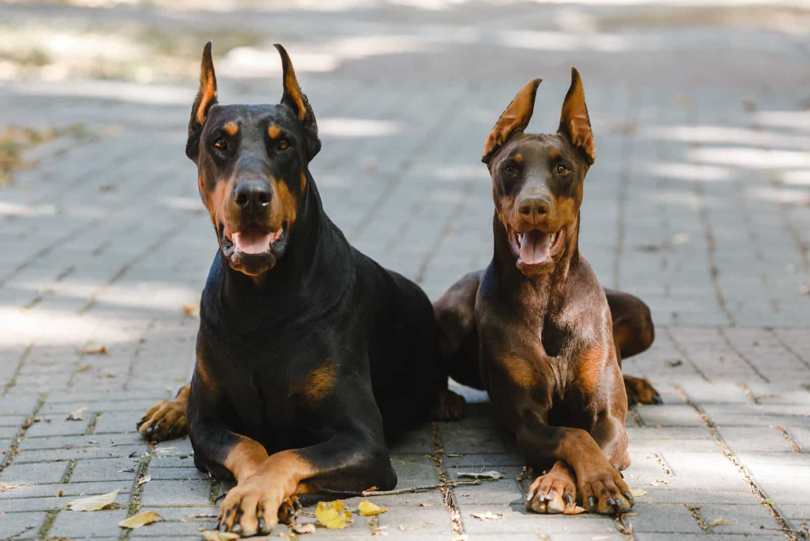un Doberman negro y marrón sentado en el suelo