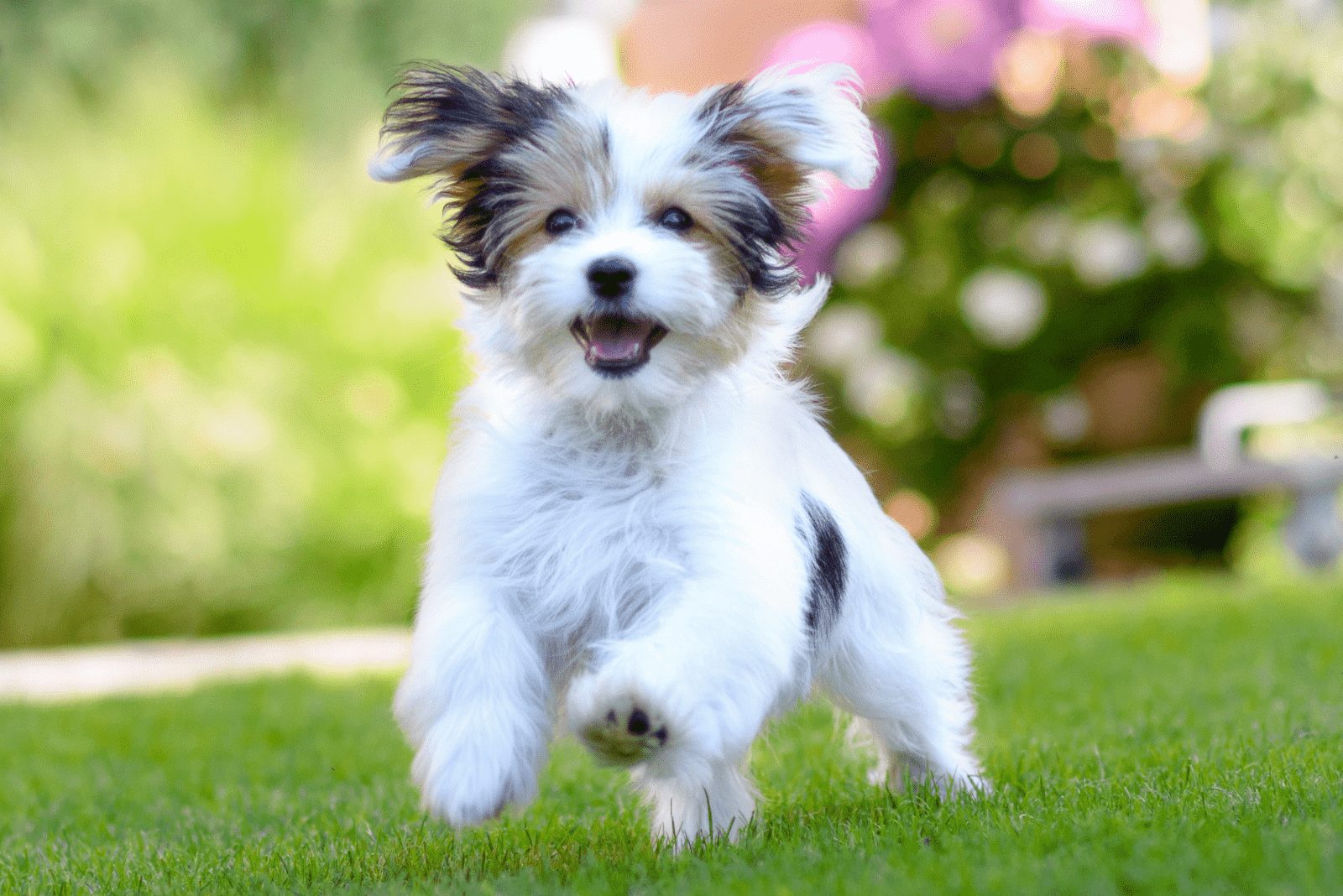 un perro blanco y negro corre por el campo