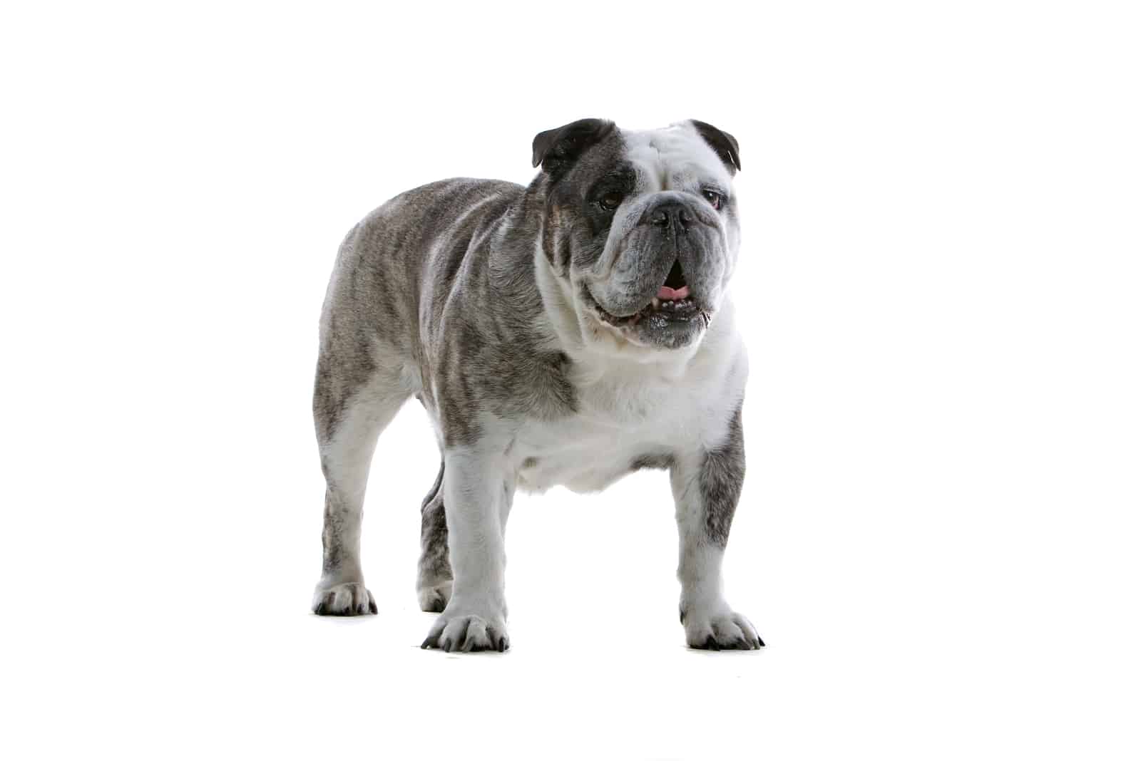 un bulldog inglés negro y blanco de pie