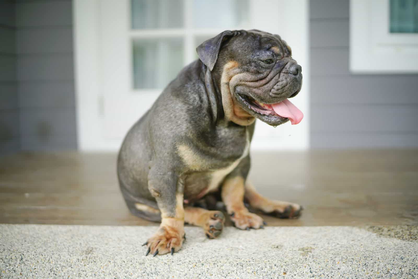 un bulldog inglés negro sentado en el suelo