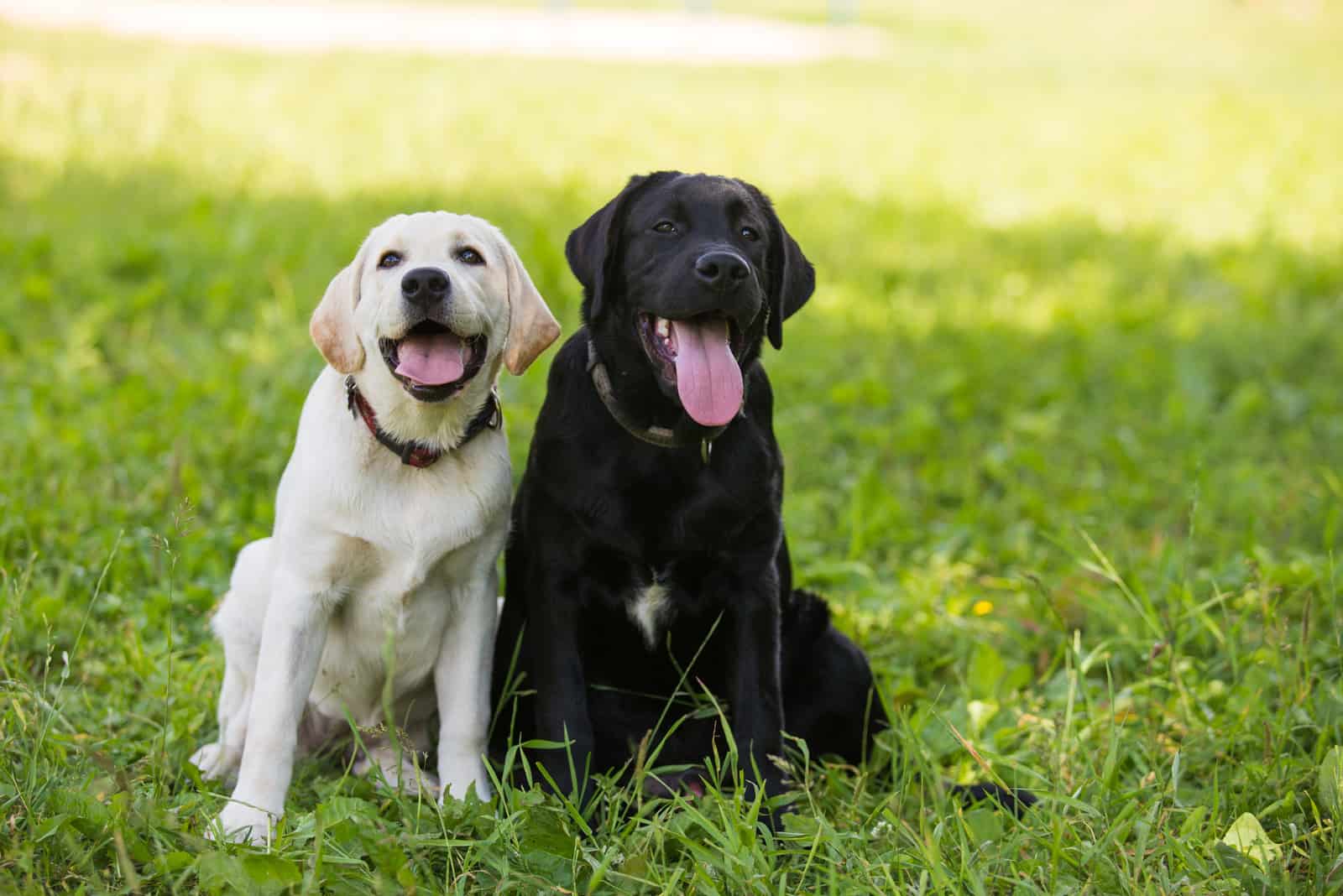 un cachorro de labrador negro y un cachorro de labrador blanco sentados en el césped