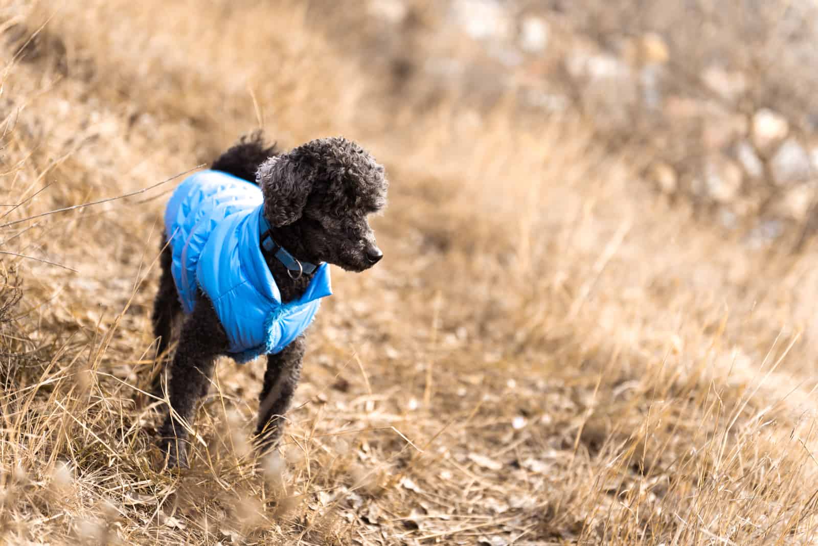 un caniche negro con una chaqueta azul de pie afuera