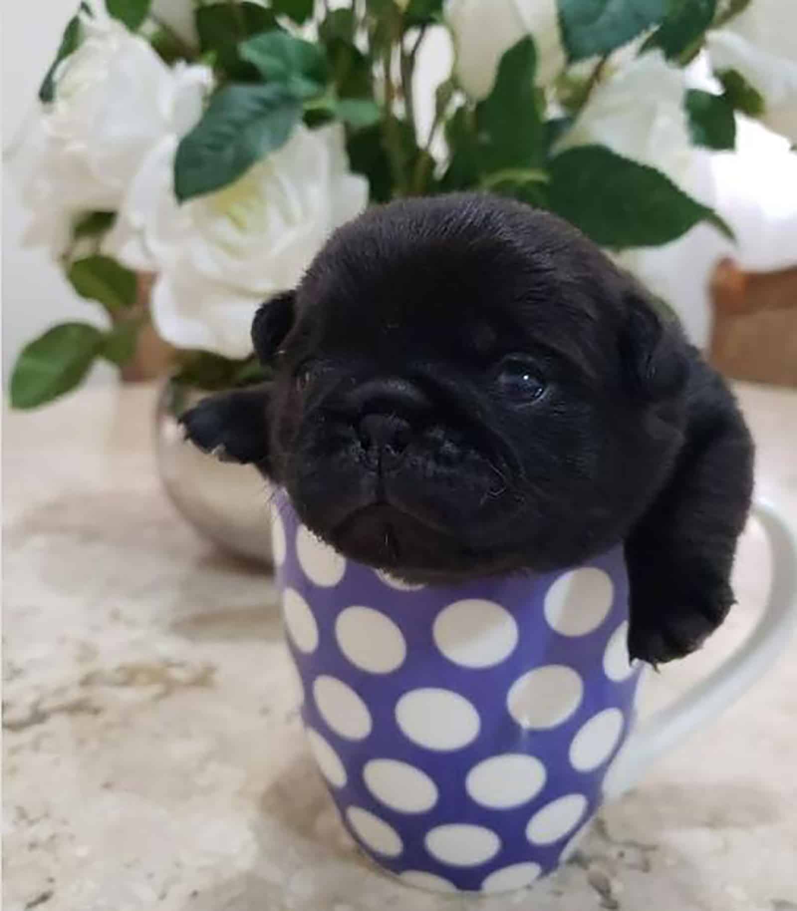 un pug teacup negro en una taza en una mesa