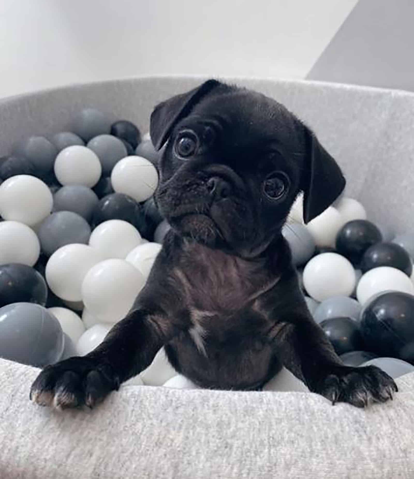 un pug teacup negro jugando con pelotas de plástico