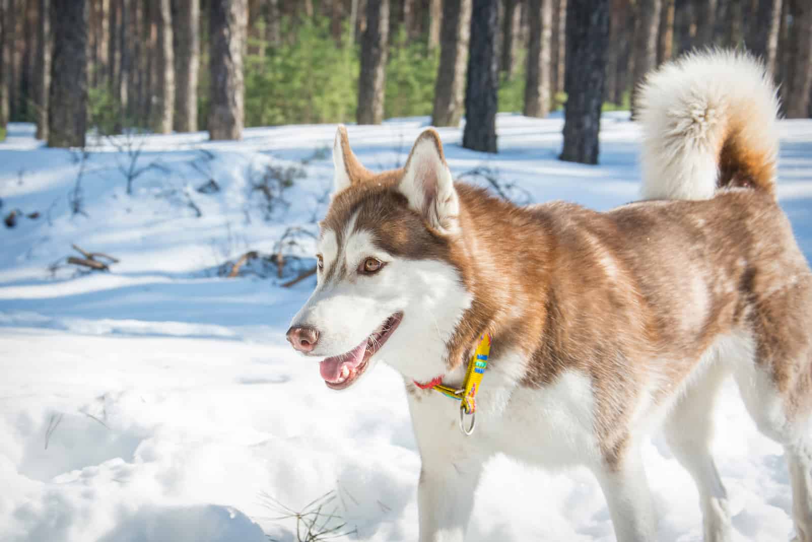 un husky marrón con ojos marrones atraviesa la nieve