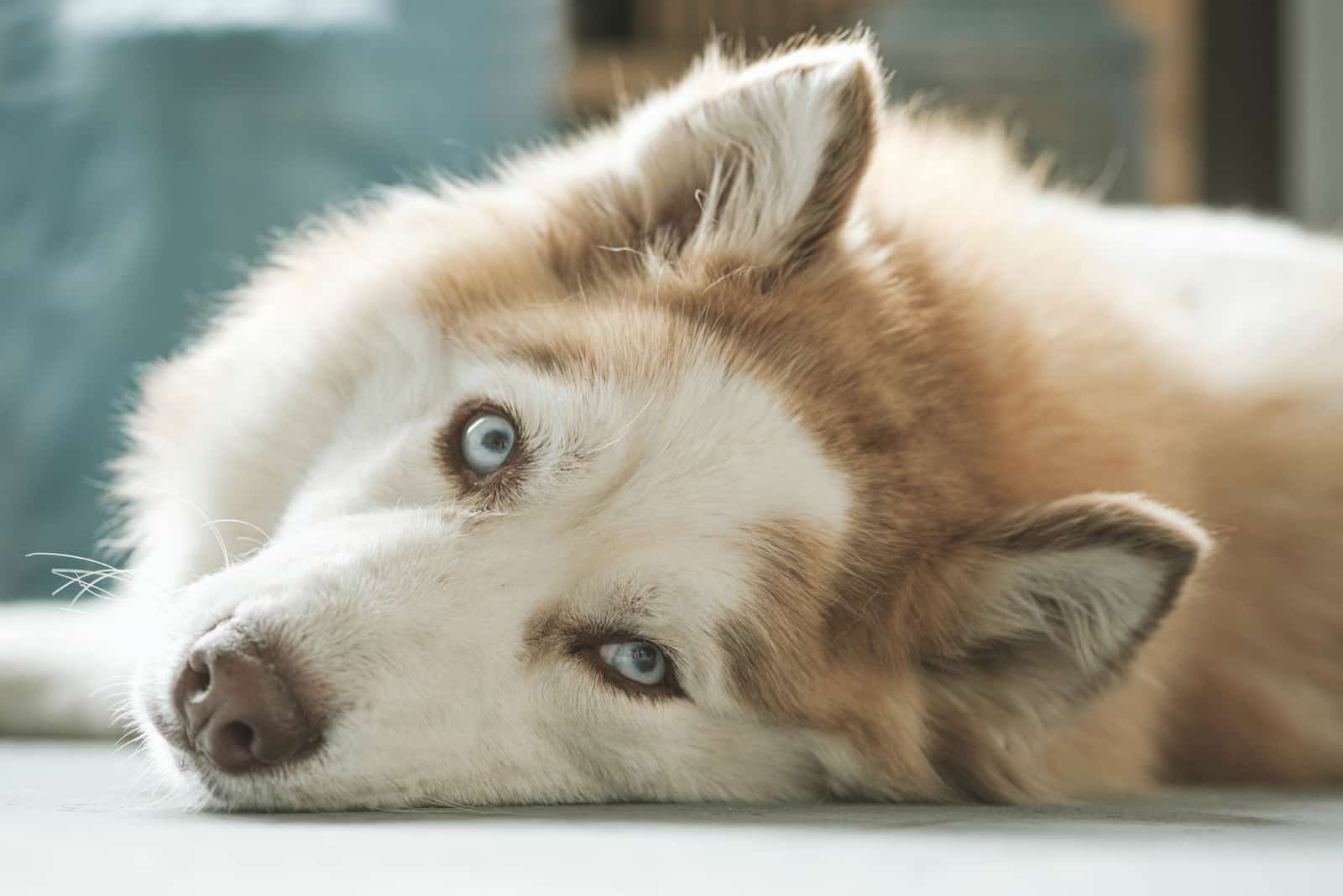 un husky marrón con ojos verdes acostado en el suelo