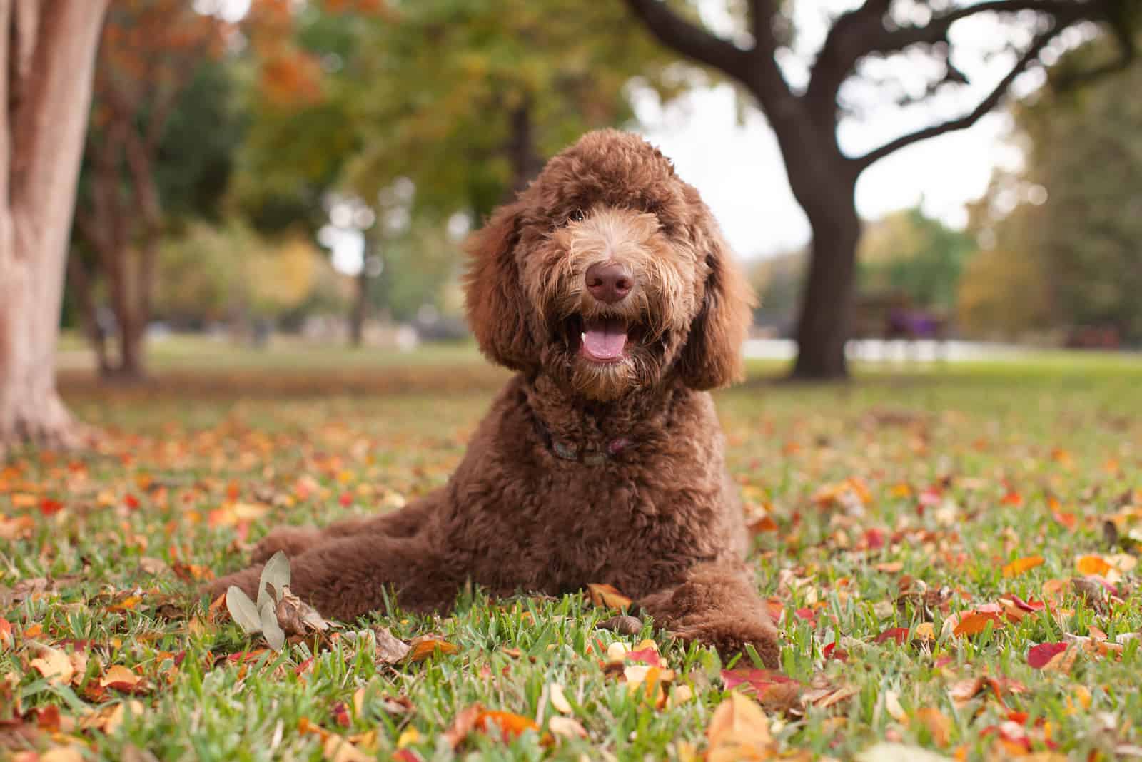 un labradoodle marrón yace sobre el césped