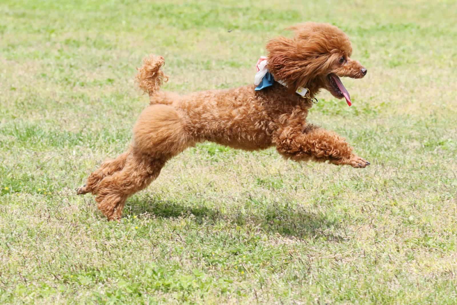 un mini caniche marrón corre por el parque