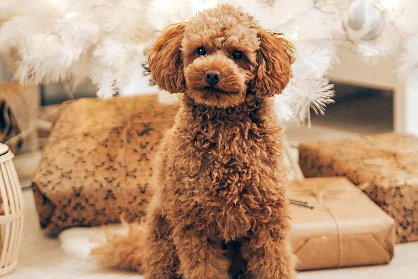 un caniche marrón sentado frente a un árbol de Navidad