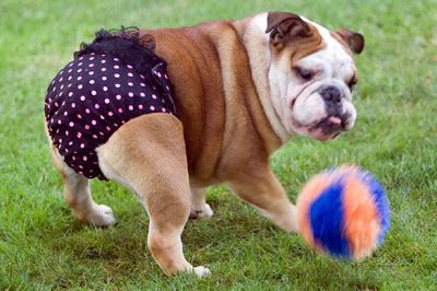 un bulldog con pañal jugando con una pelota en el jardín