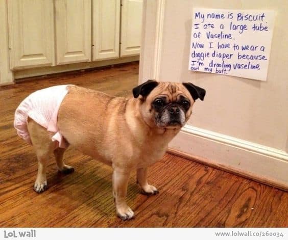 un bulldog con pañal está parado sobre el laminado