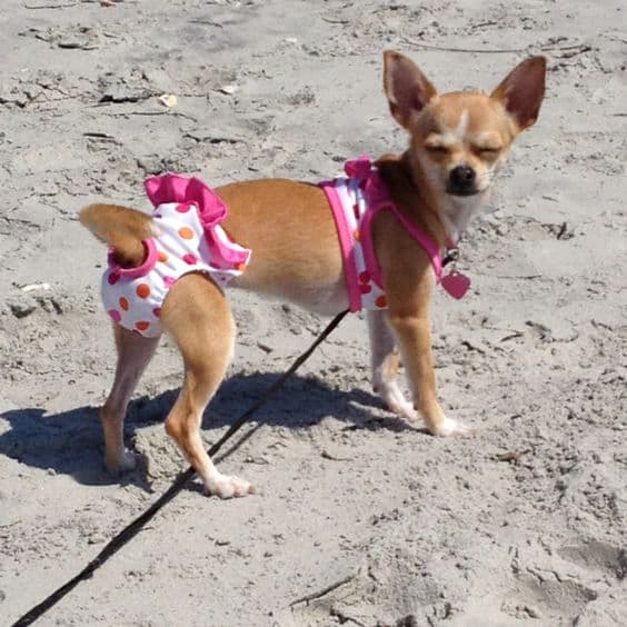un chihuahua con un pañal