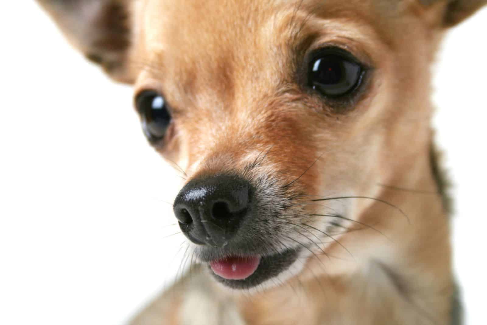 un primer plano de la cara de un chihuahua