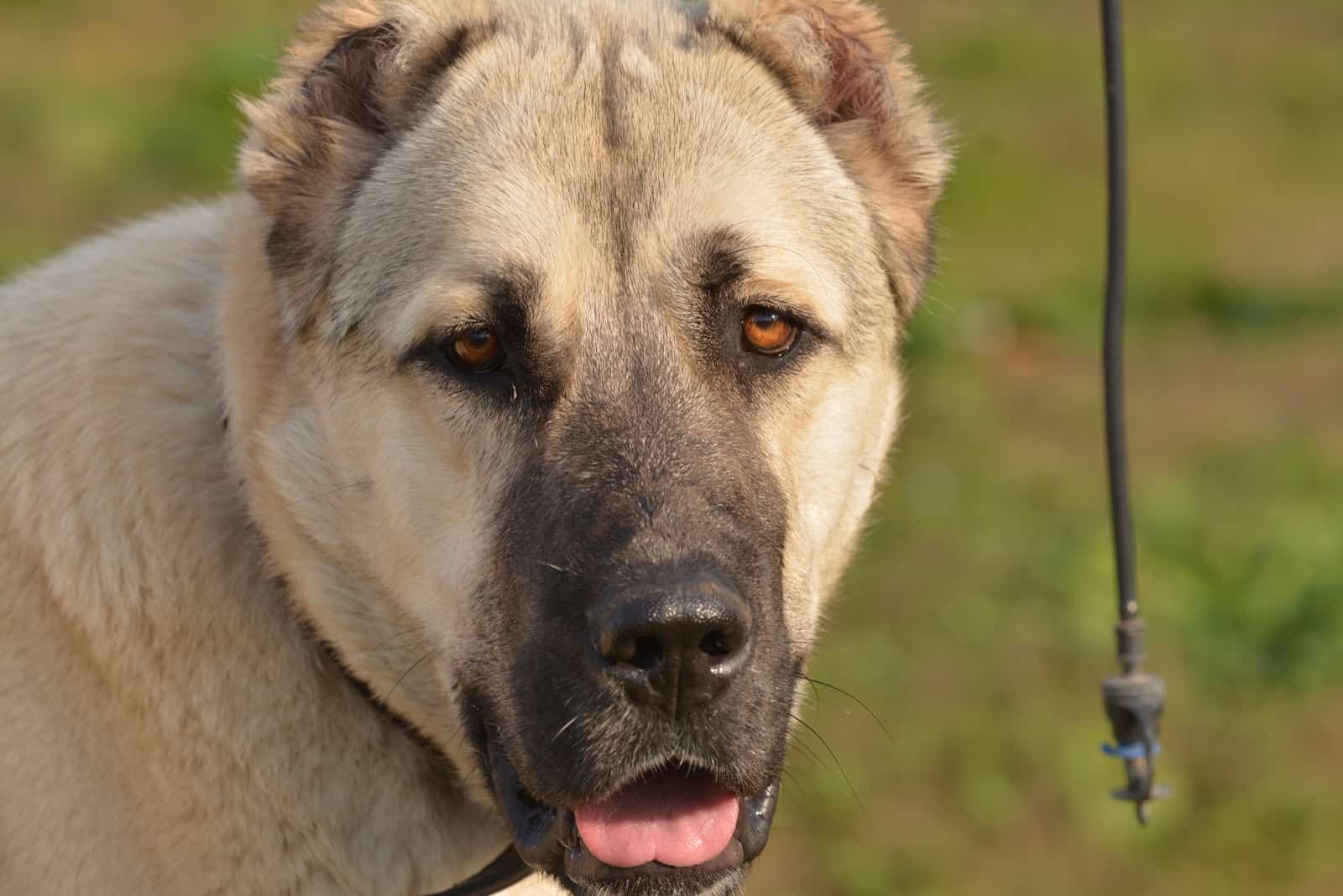 una fotografía en primer plano de un kangal