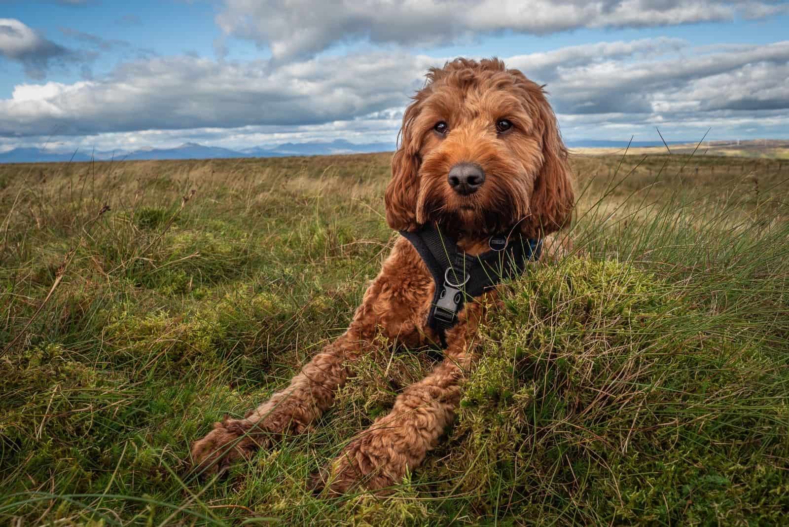 un cockapoo acostado en el prado
