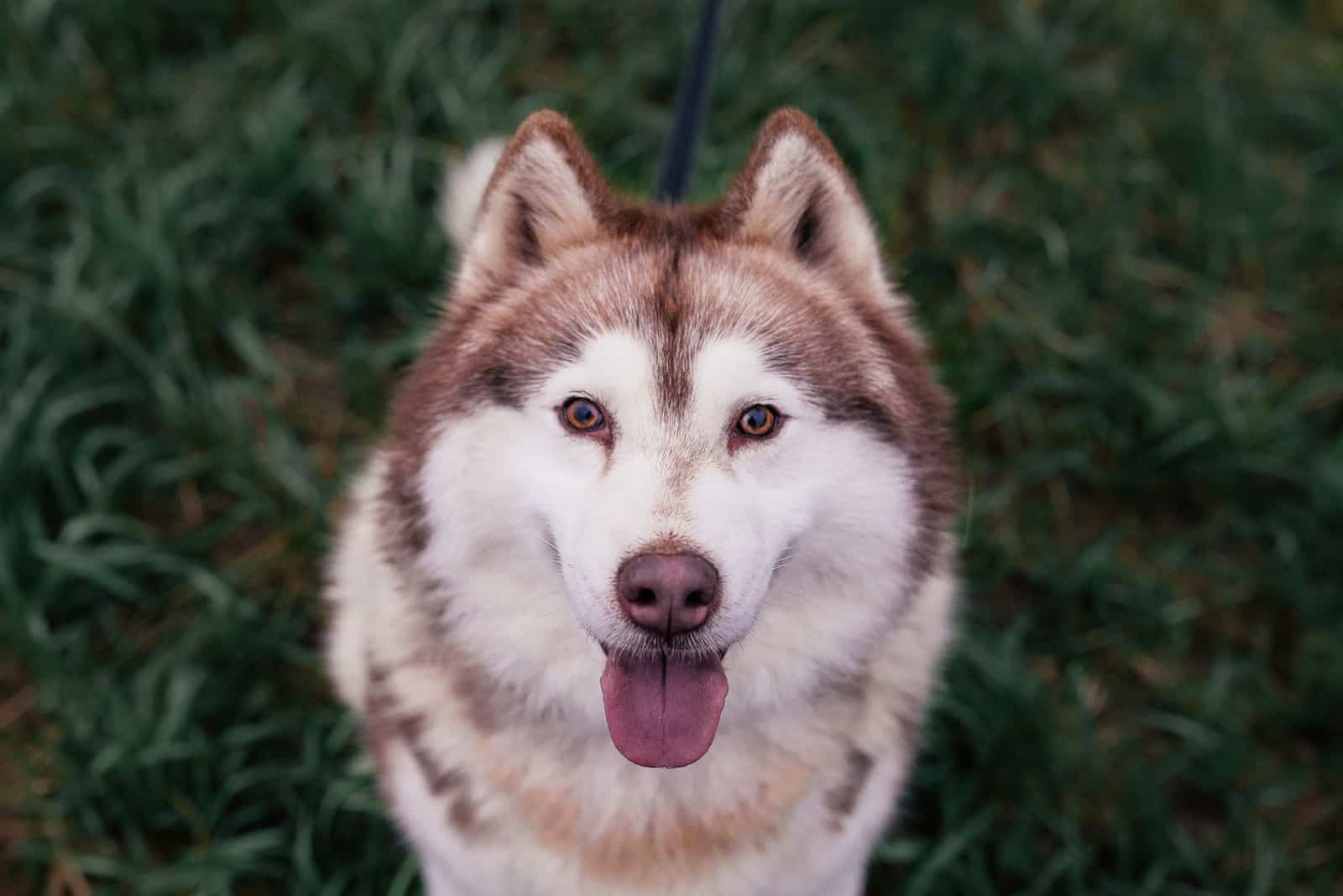 un lindo husky marrón está sentado en el césped