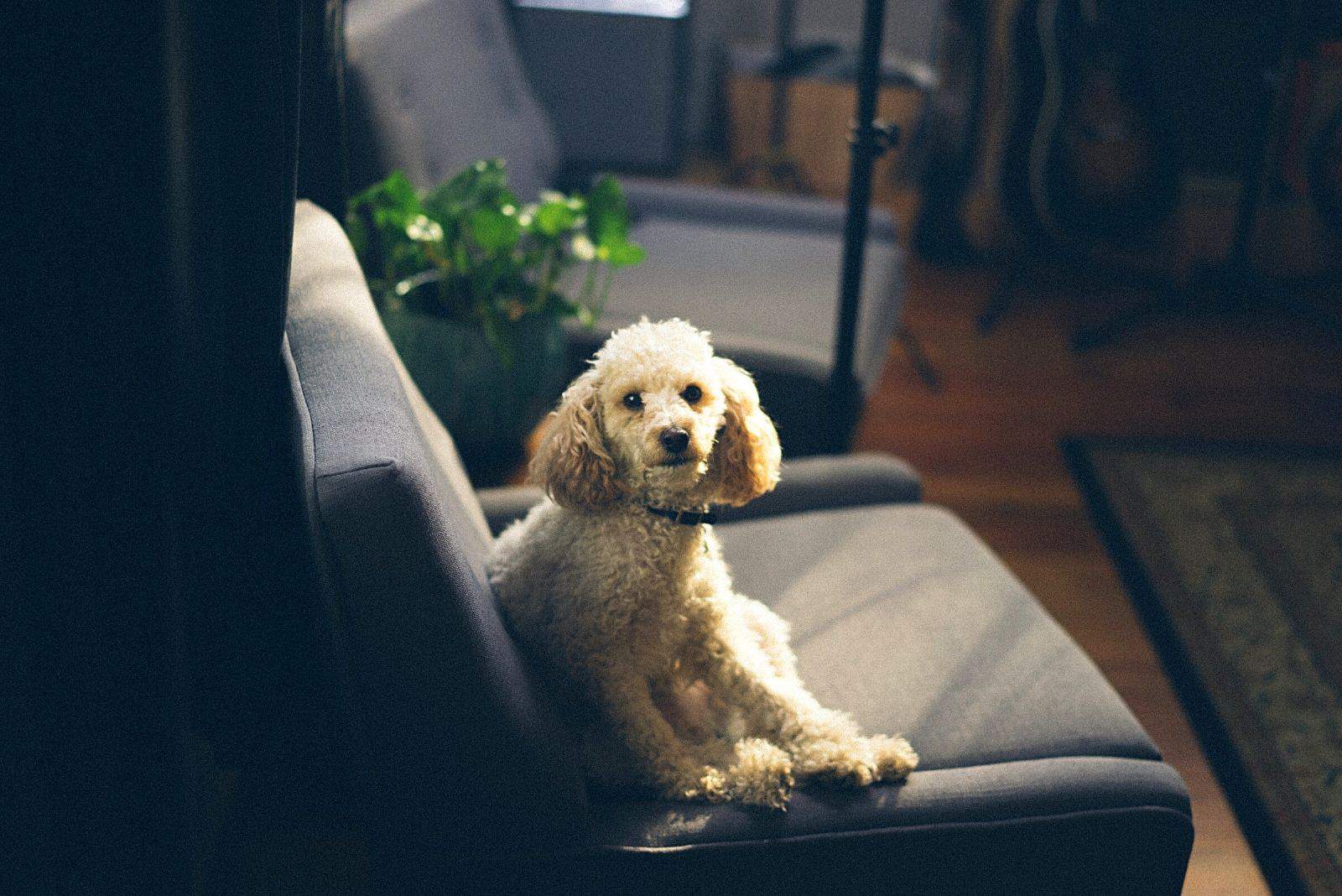 un caniche lindo sentado en el sofá