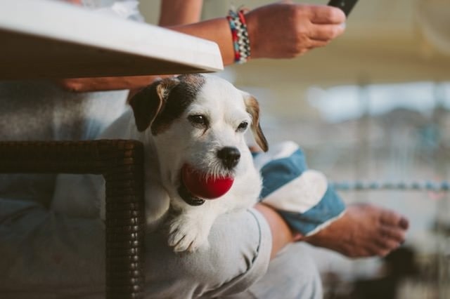 un perro en el regazo de una mujer con una pelota en la boca