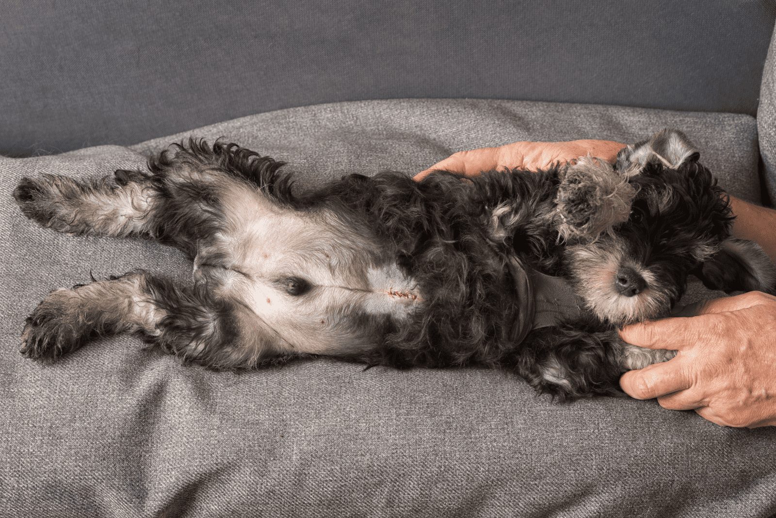 un perro con una hernia de estómago