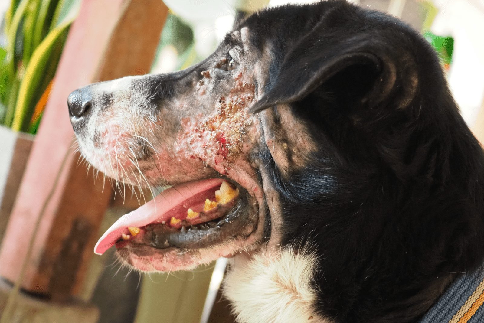 un perro con la lengua afuera con una costra alrededor de la boca