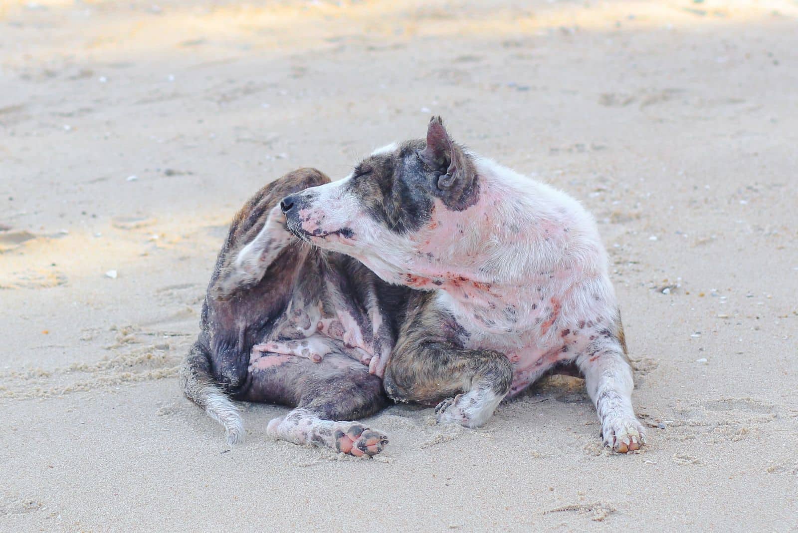 un perro con sarna está sentado en el pavimento y rascándose