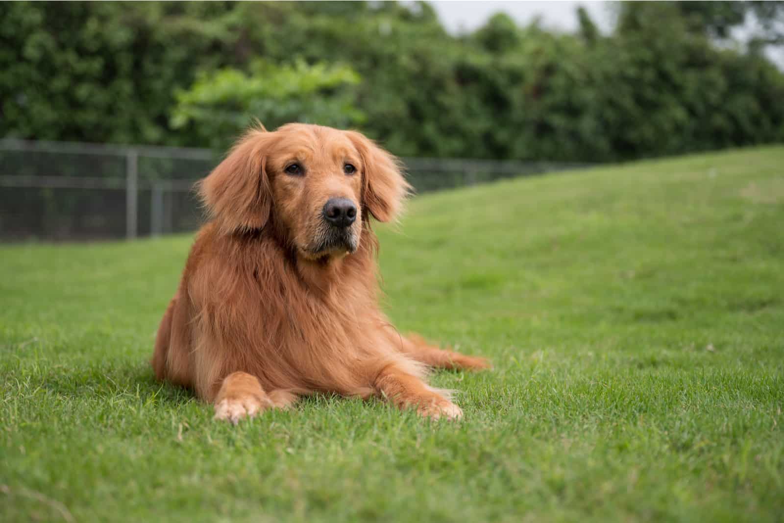 un golden retriever yace en el parque