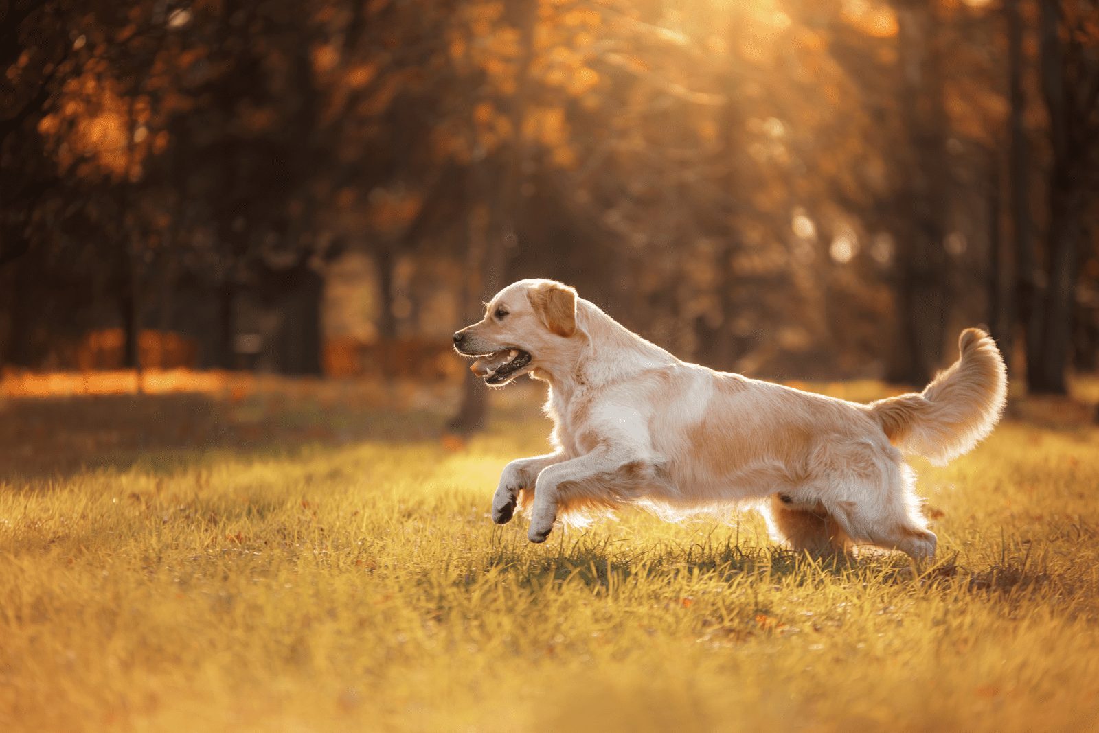 un golden retriever corre por un campo