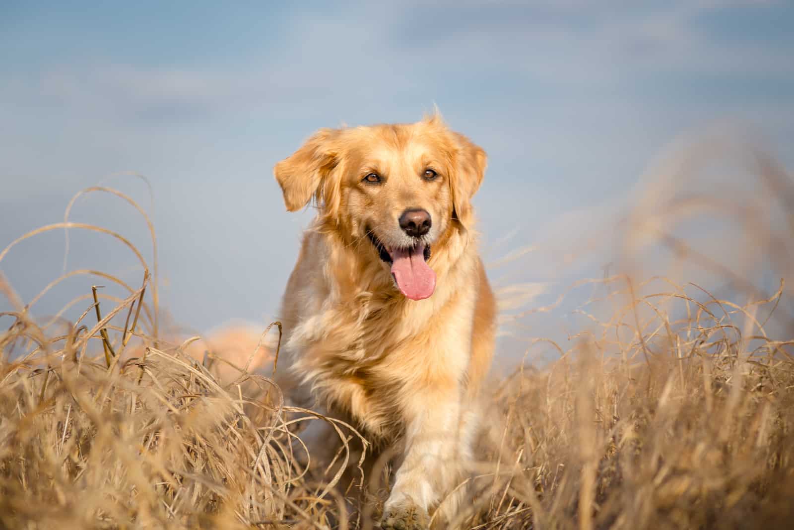 un golden retriever corre por el campo