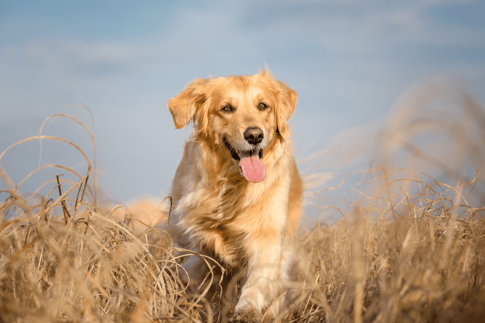 un golden retriever corre por un campo de trigo