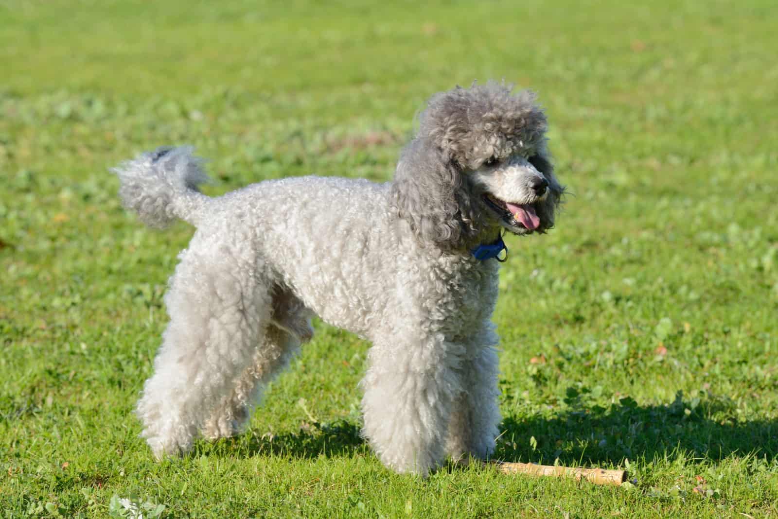 un mini caniche gris de pie en un prado