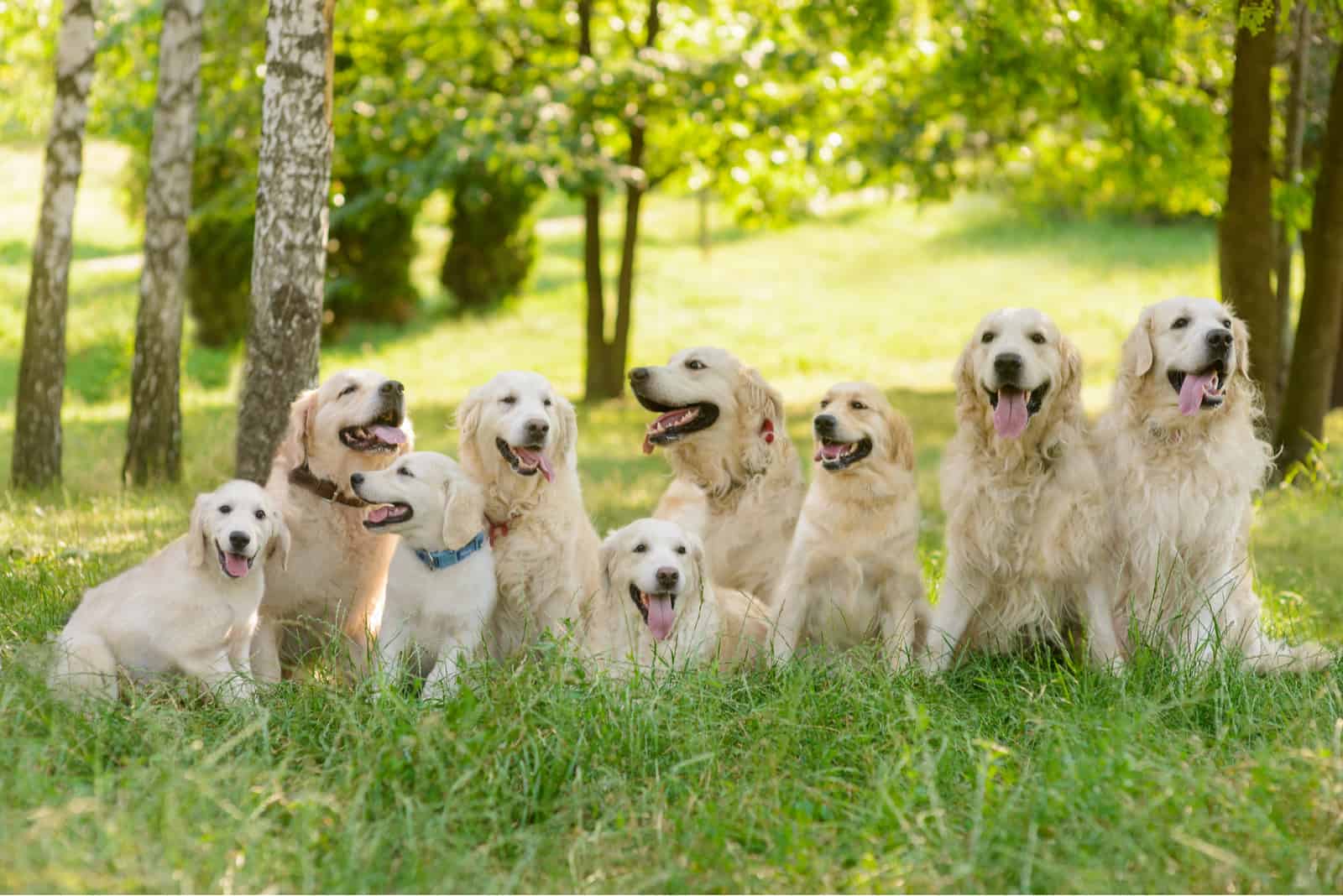 un grupo de Golden Retrievers en el parque