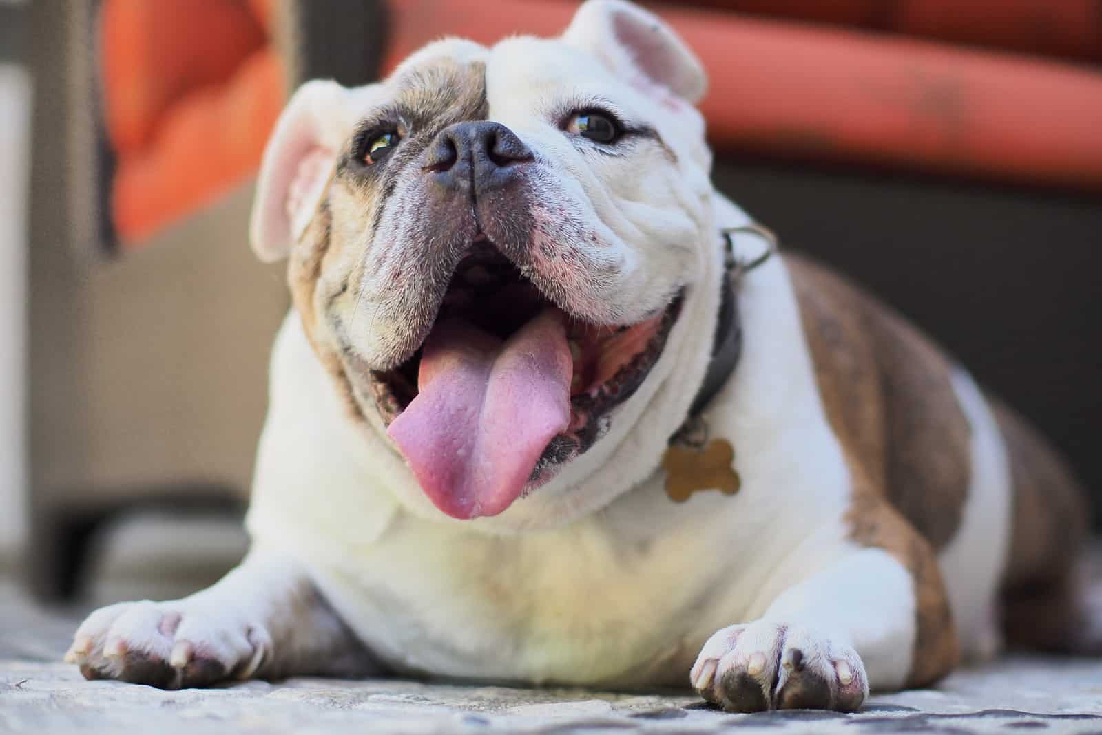 un feliz bulldog inglés tumbado en el suelo