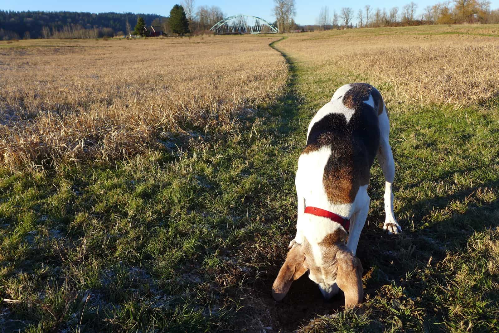 Mezcla de Coonhound y Beagle – ¿Es Esta la Mejor Mezcla de Beagle?