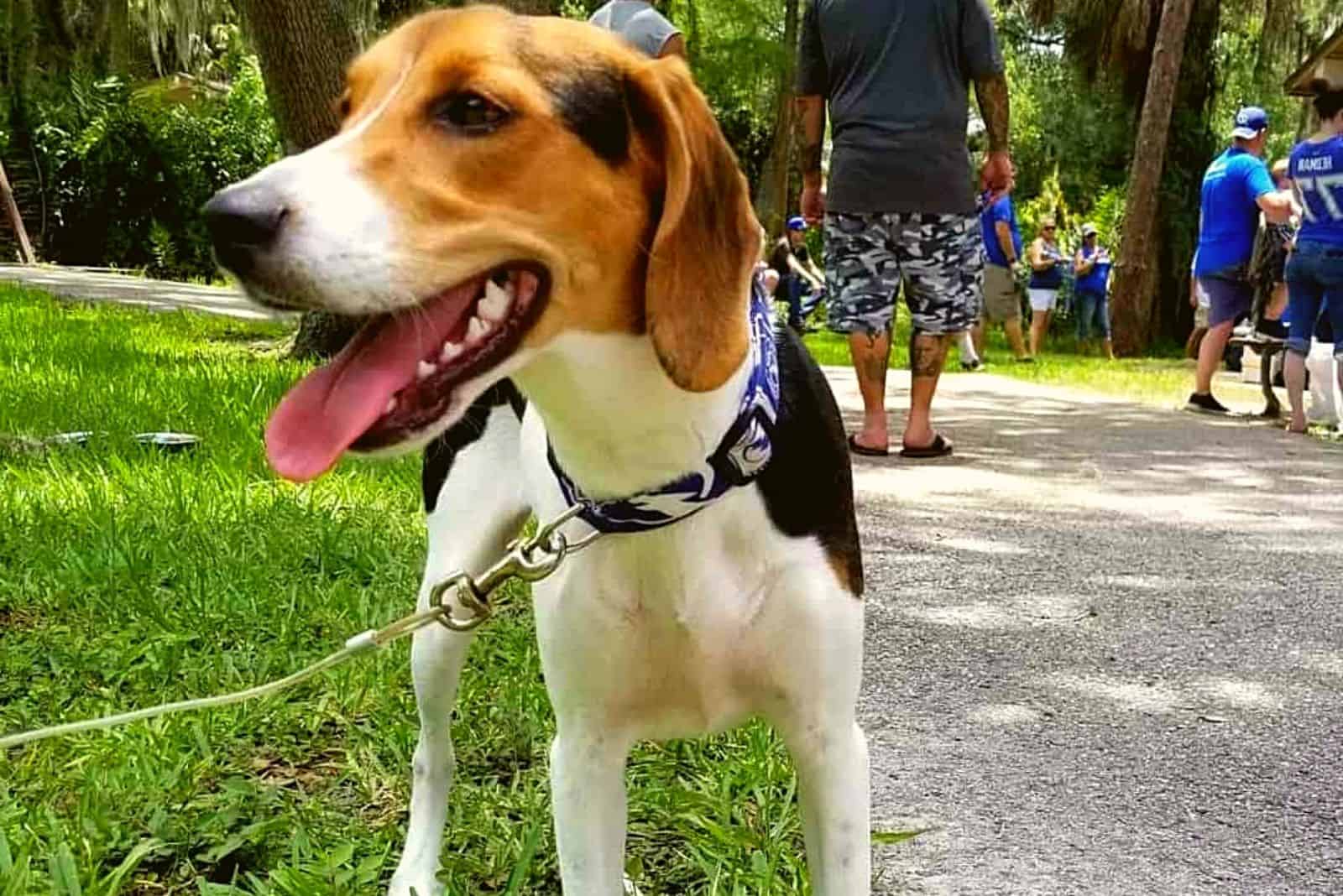 un perro de caza en el parque con correa