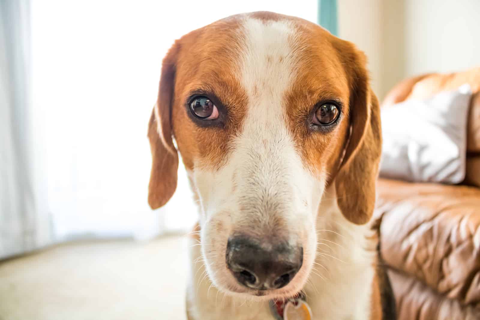 un perro de caza está sentado en la casa en el suelo