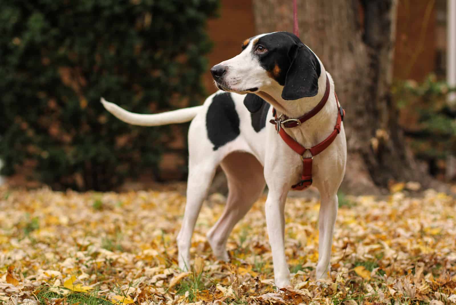 un perro de caza afuera con correa