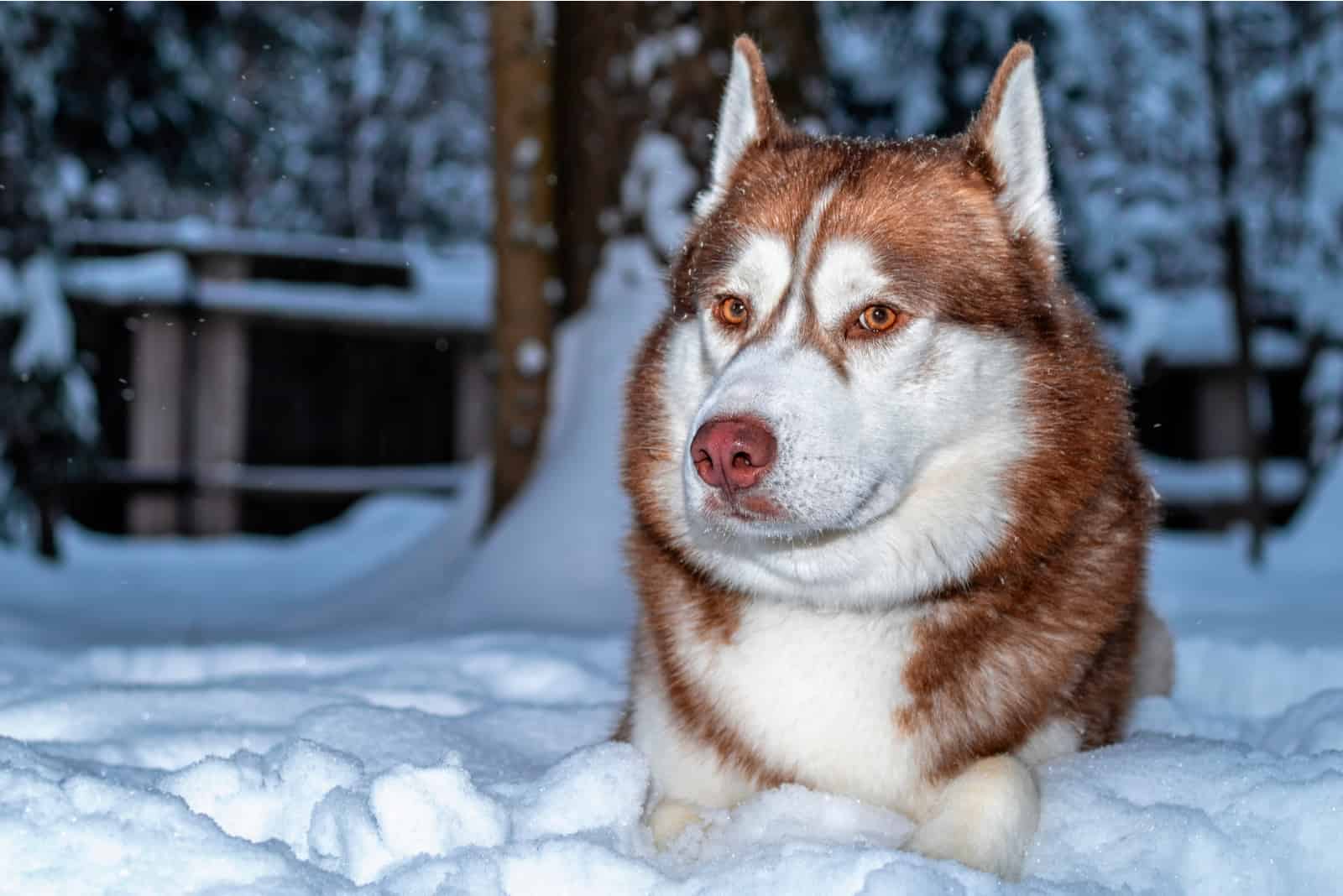 un husky con ojos rojos yace en la nieve