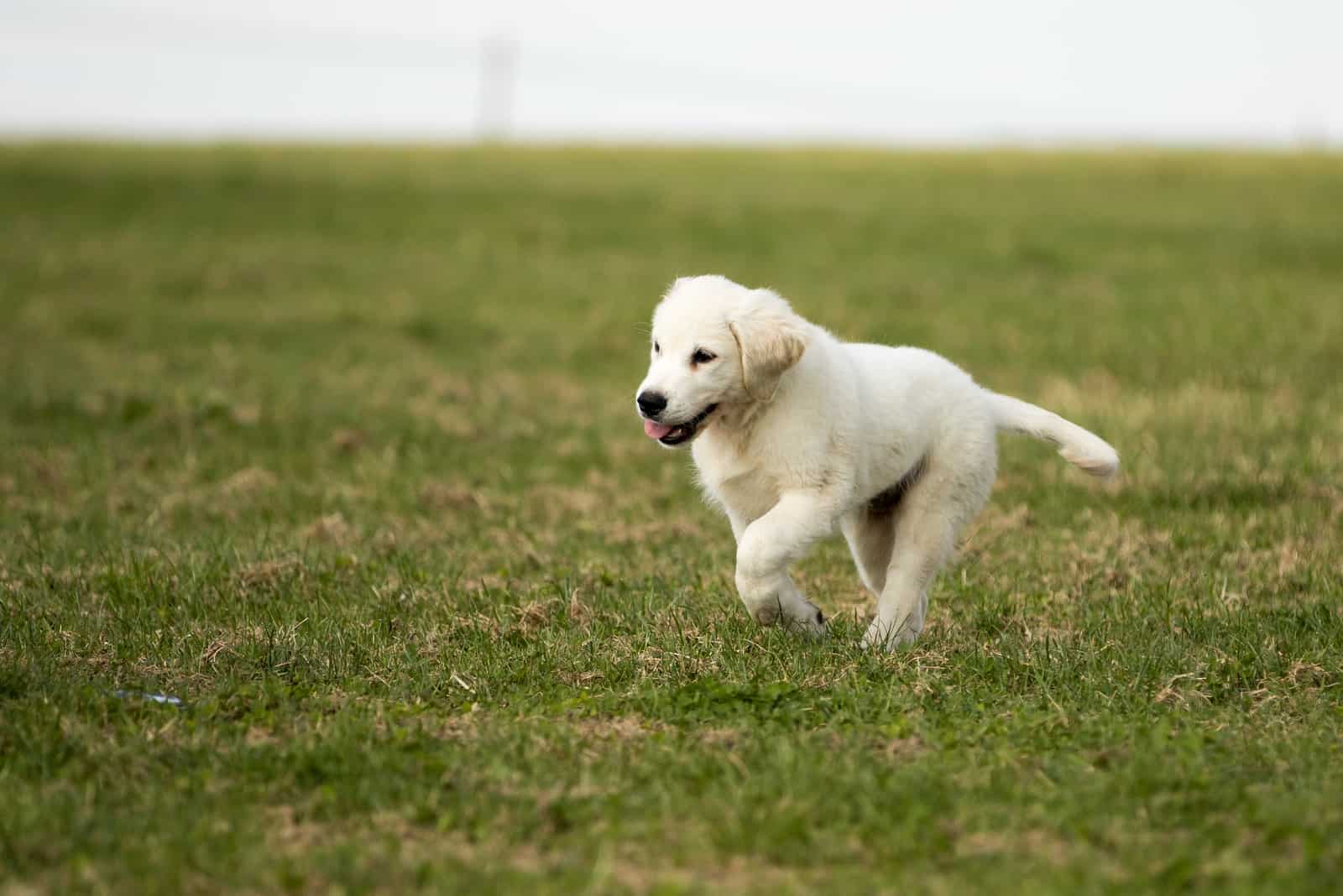 un cachorro de labrador corriendo en el césped