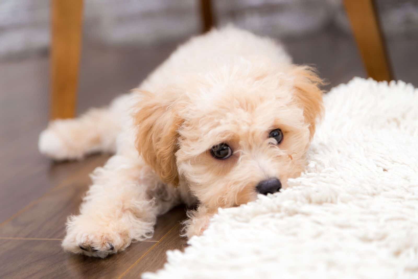 un pequeño cachorro mordiendo la alfombra de piel en la sala de estar