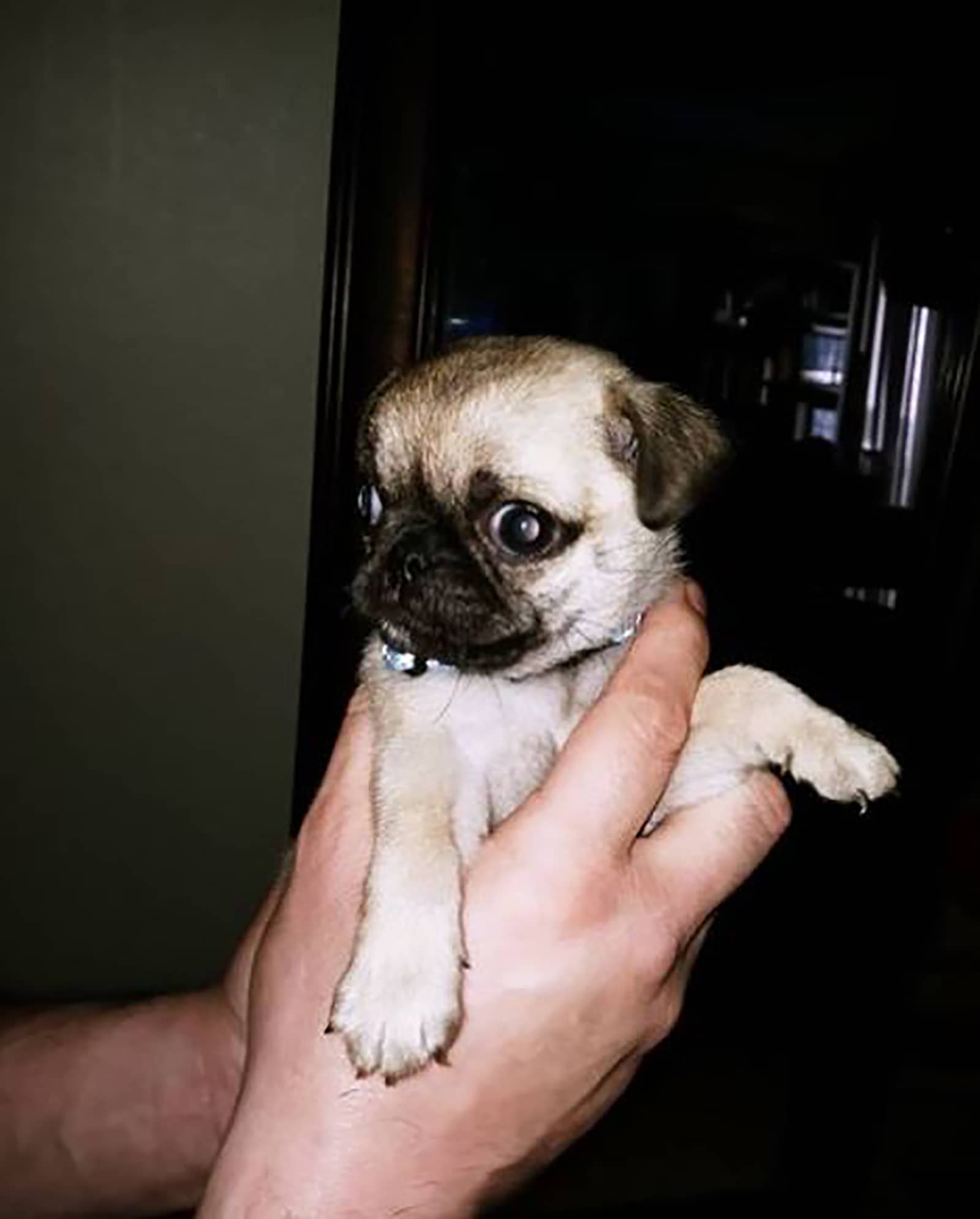 un hombre sosteniendo un pug teacup en manos