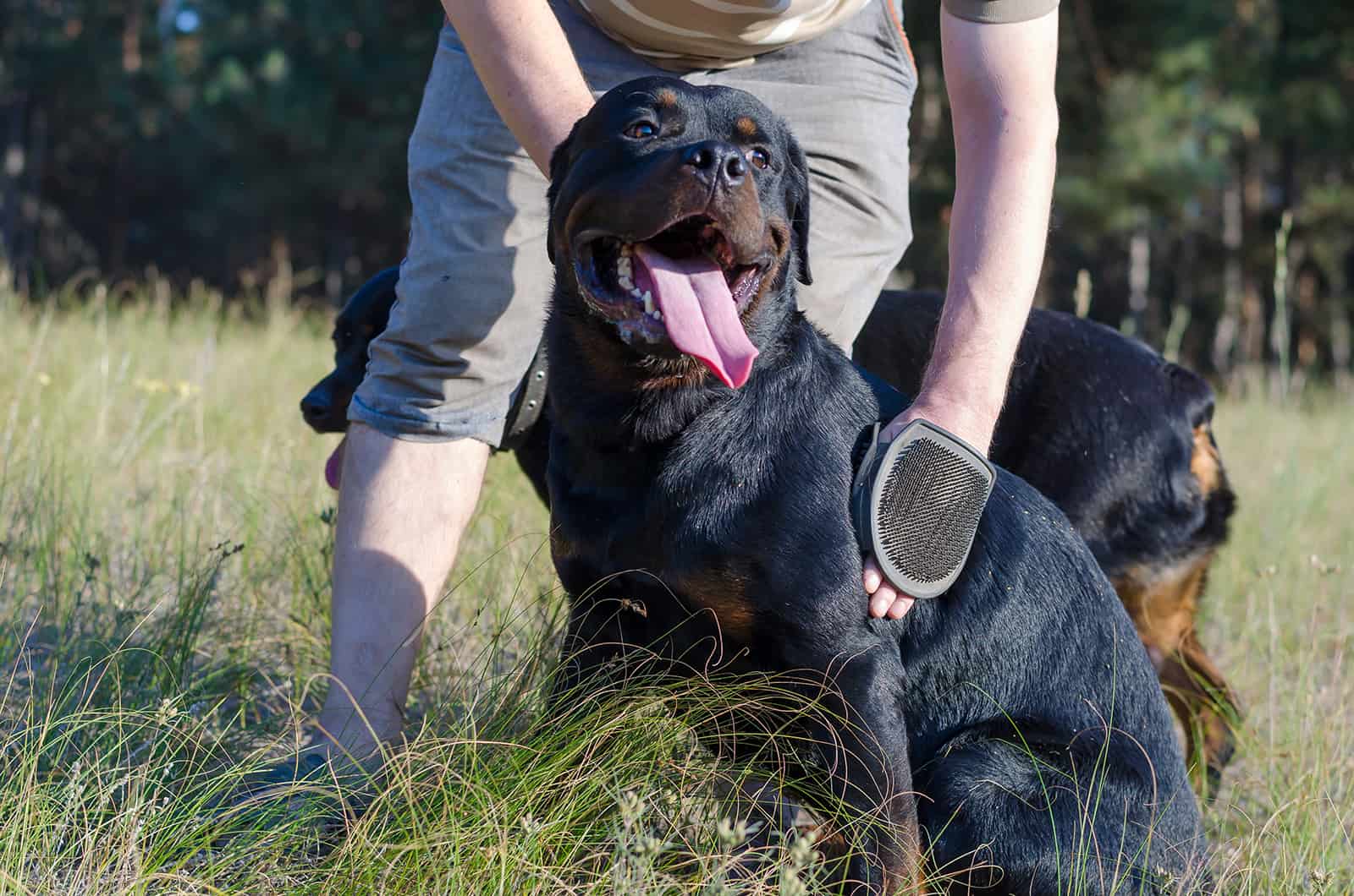 un hombre está peinando y masajeando a un perro Rottweiler con un guante especial