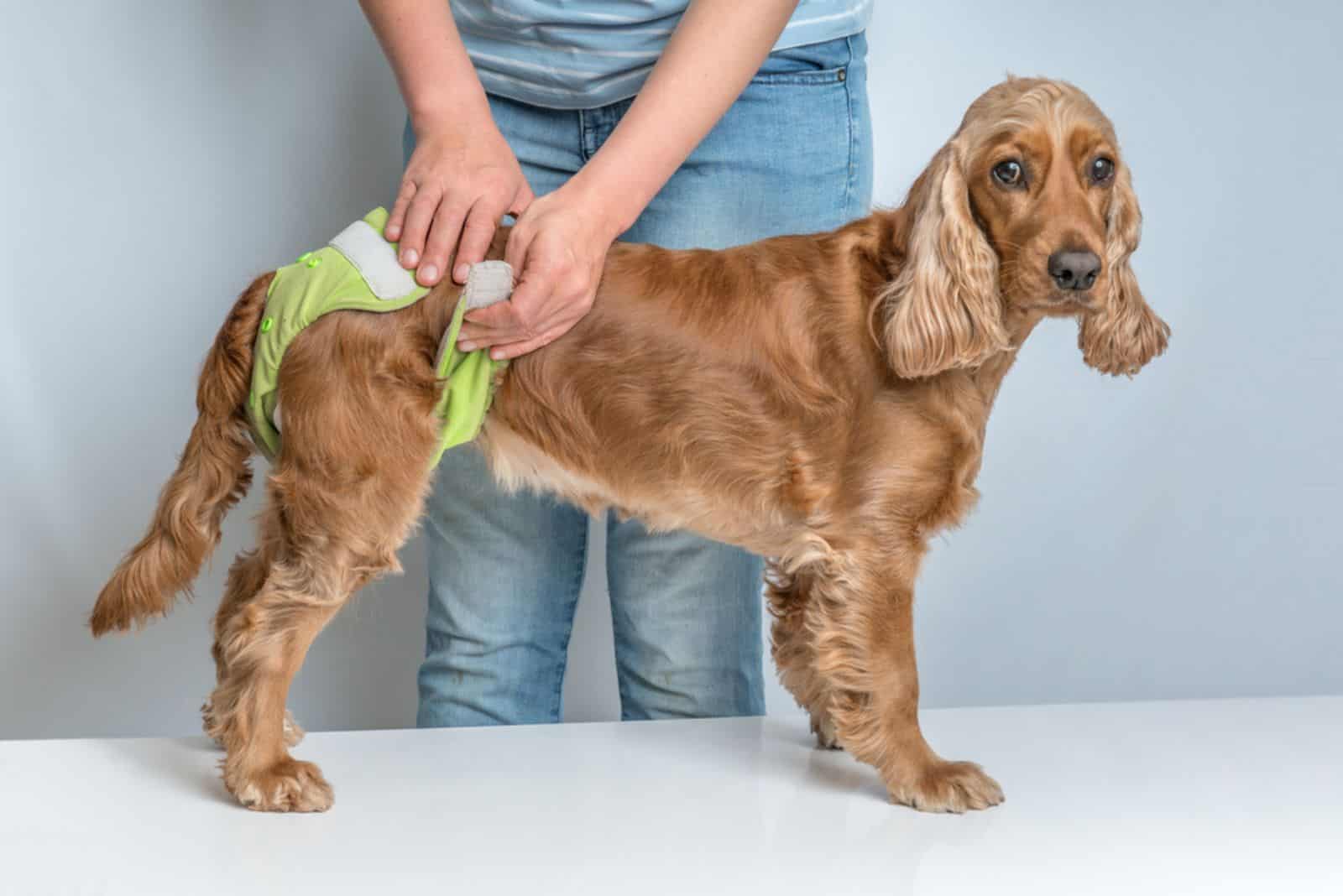 un hombre pone un pañal en un perro