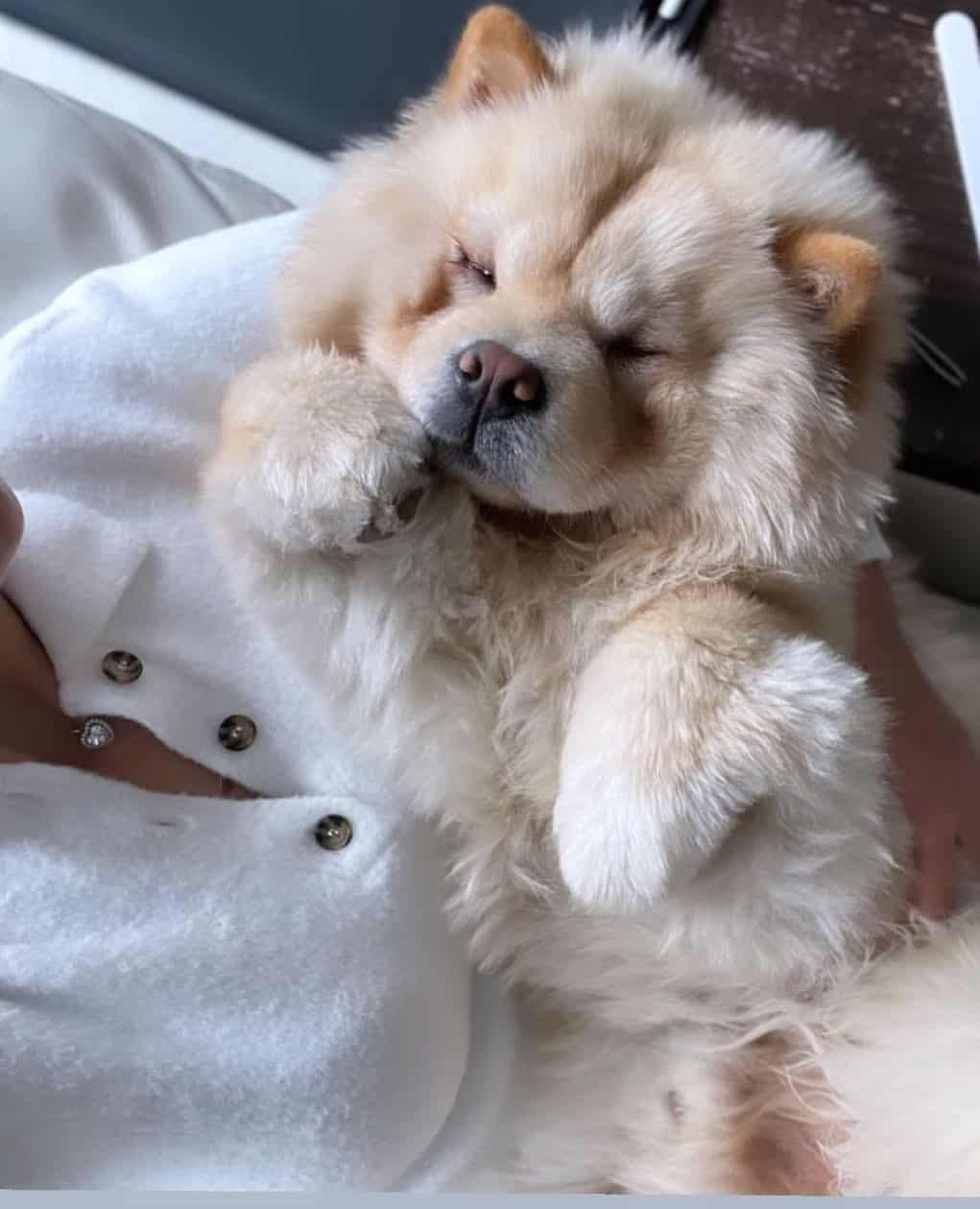 un mini chow chow en los brazos de una persona en la cama