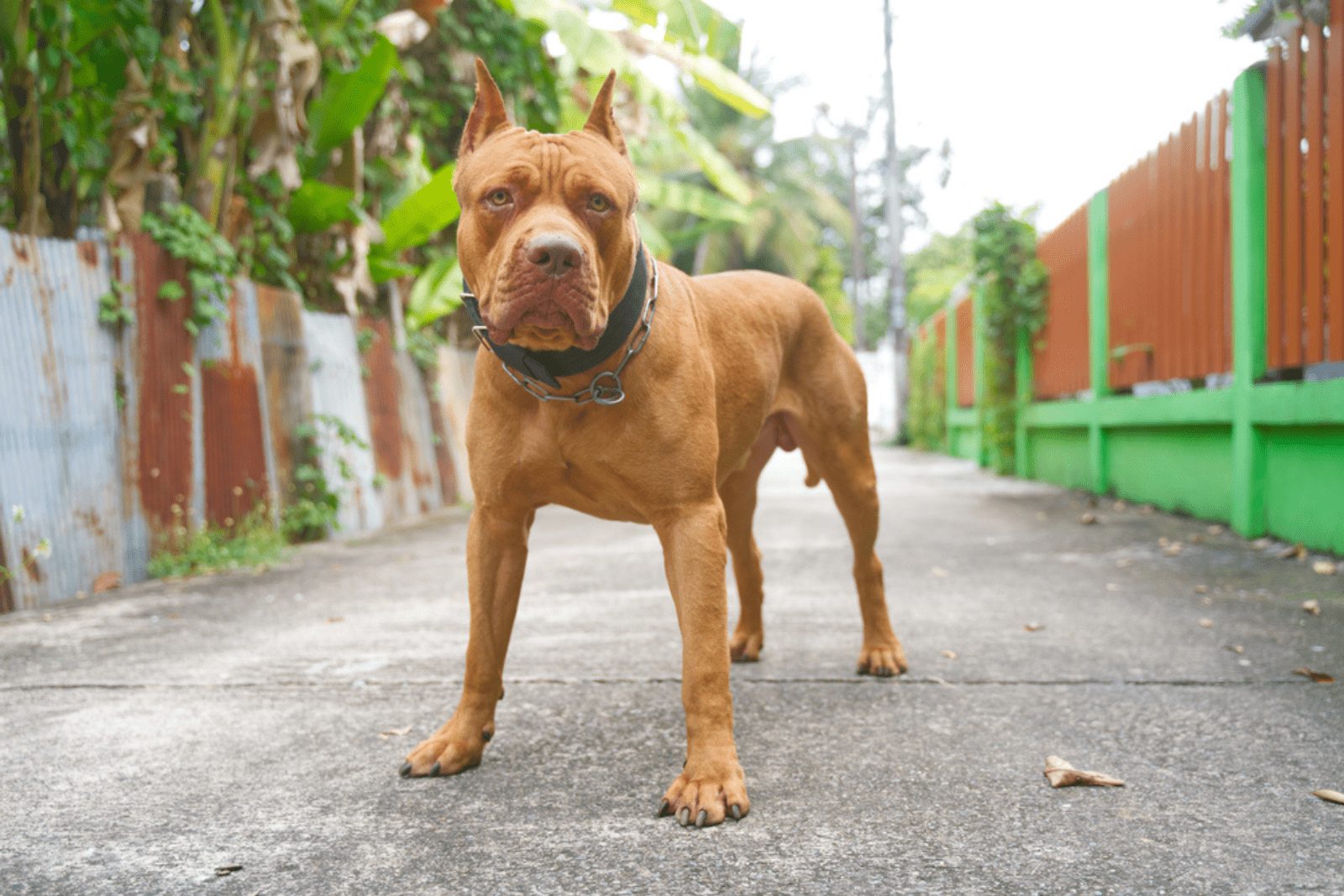un pitbull está de pie en la acera
