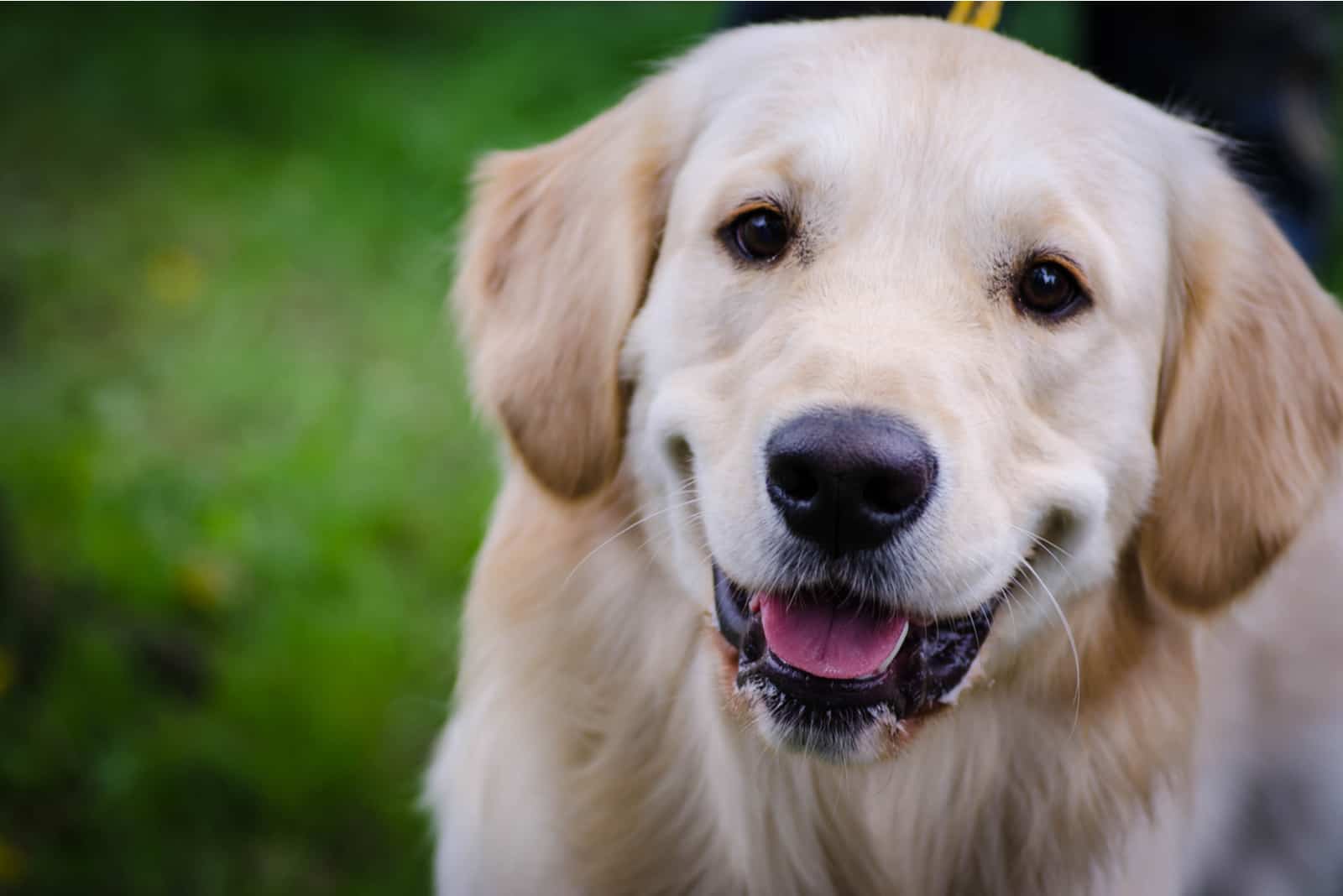 un retrato de un adorable Labrador