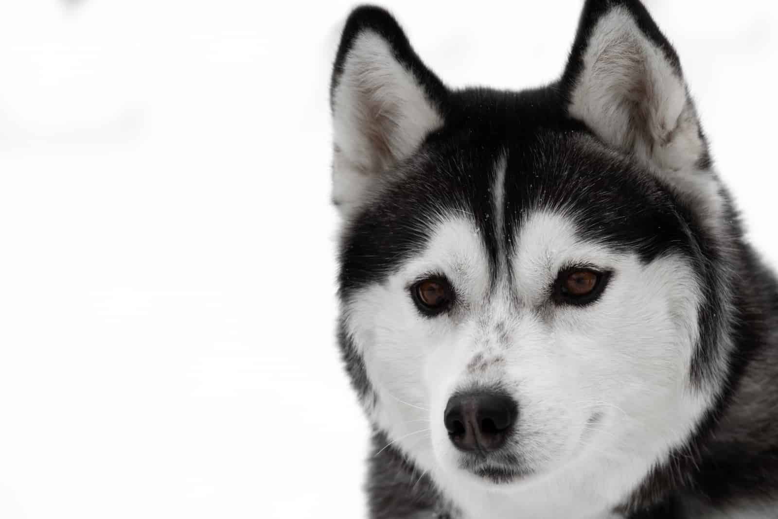 un retrato de un hermoso Husky de ojos marrones