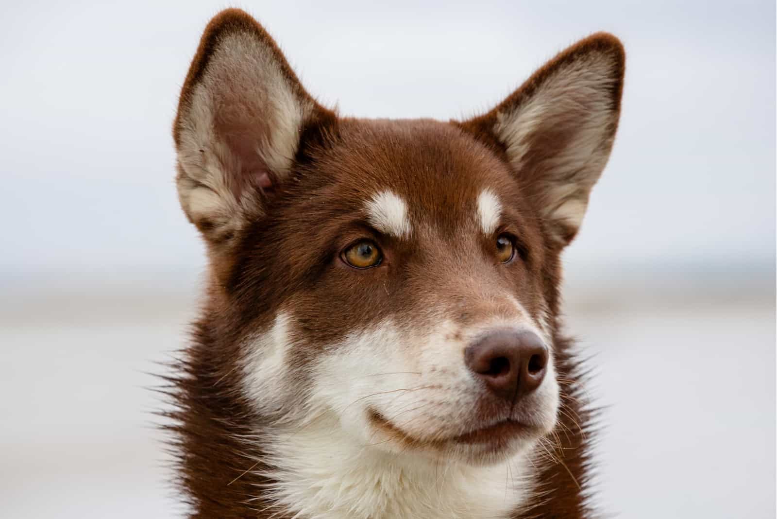 un retrato de un hermoso husky marrón