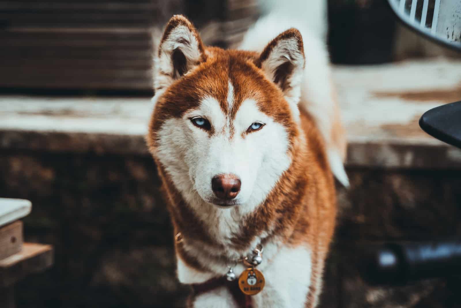 un retrato de un hermoso husky marrón con ojos azules