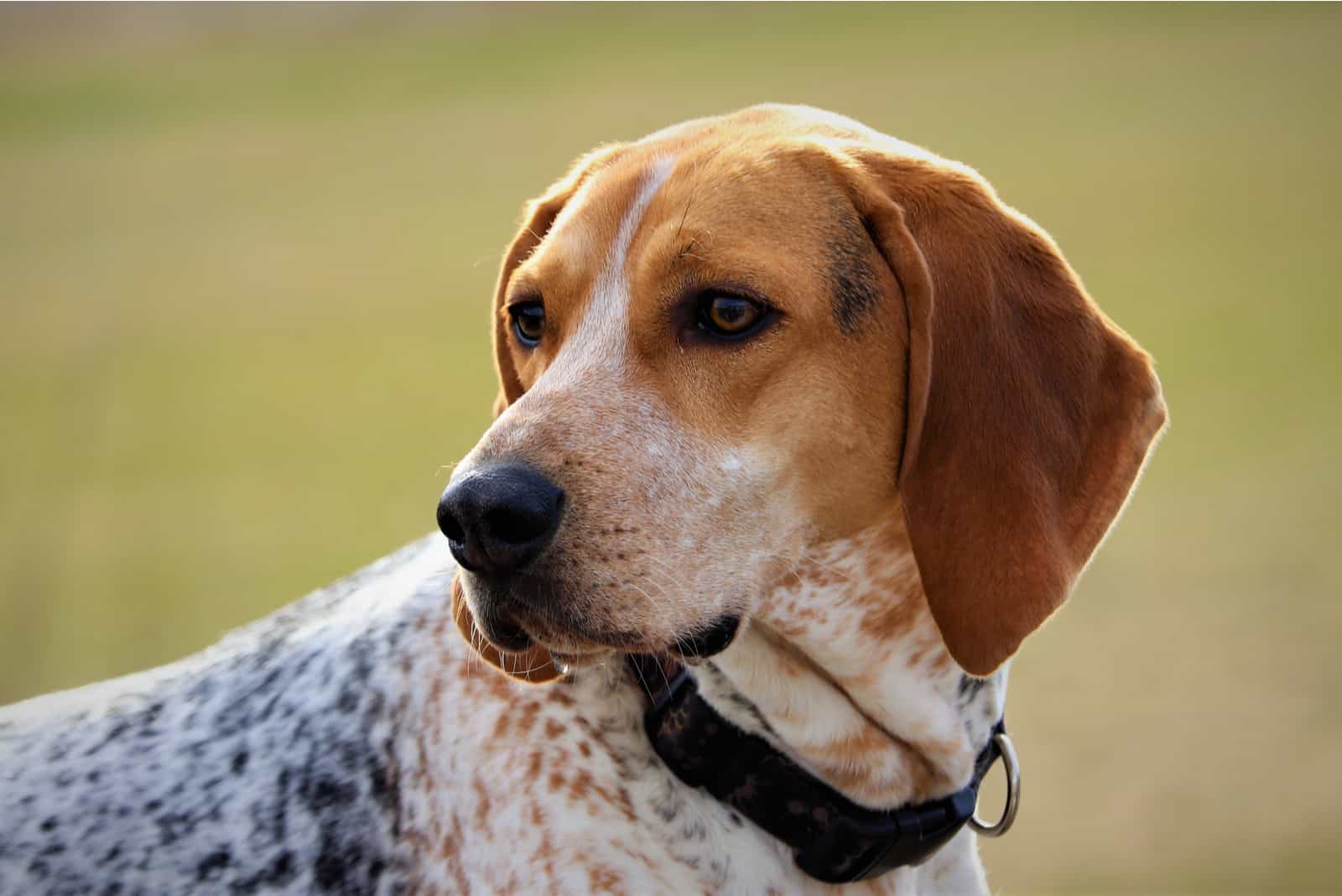 un retrato de un hermoso perro de caza